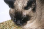 <img150*0:stuff/z/169023/Brillo%2520/i1278532248_7.jpg>