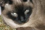 <img150*0:stuff/z/169023/Brillo%2520/i1278532248_8.jpg>