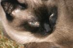 <img150*0:stuff/z/169023/Brillo%2520/i1278532249_10.jpg>