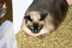 <img150*0:stuff/z/169023/Brillo%2520/i1278532249_11.jpg>