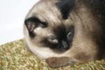 <img150*0:stuff/z/169023/Brillo%2520/i1278532249_12.jpg>
