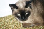 <img150*0:stuff/z/169023/Brillo%2520/i1278532249_13.jpg>