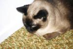 <img150*0:stuff/z/169023/Brillo%2520/i1278532249_9.jpg>