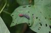 <img100*0:stuff/z/169023/Bugs/i1278790685_1.jpg>