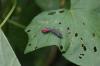 <img100*0:stuff/z/169023/Bugs/i1278790685_2.jpg>