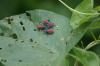 <img100*0:stuff/z/169023/Bugs/i1278790685_3.jpg>