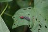 <img100*0:stuff/z/169023/Bugs/i1278790685_4.jpg>