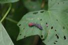 Bugs