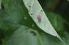 <img100*0:stuff/z/169023/Bugs/i1278790686_10.jpg>