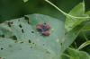 <img100*0:stuff/z/169023/Bugs/i1278790686_11.jpg>