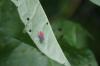 <img100*0:stuff/z/169023/Bugs/i1278790686_12.jpg>