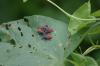 <img100*0:stuff/z/169023/Bugs/i1278790686_13.jpg>