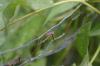 <img100*0:stuff/z/169023/Bugs/i1278790686_14.jpg>