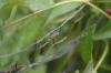 <img100*0:stuff/z/169023/Bugs/i1278790686_15.jpg>