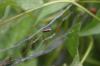 <img100*0:stuff/z/169023/Bugs/i1278790686_16.jpg>
