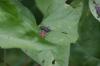 <img100*0:stuff/z/169023/Bugs/i1278790686_17.jpg>