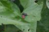 <img100*0:stuff/z/169023/Bugs/i1278790686_18.jpg>