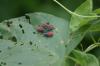 <img100*0:stuff/z/169023/Bugs/i1278790686_5.jpg>