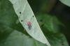 <img100*0:stuff/z/169023/Bugs/i1278790686_6.jpg>