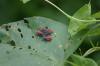 <img100*0:stuff/z/169023/Bugs/i1278790686_7.jpg>