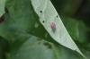 <img100*0:stuff/z/169023/Bugs/i1278790686_8.jpg>