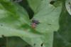 <img100*0:stuff/z/169023/Bugs/i1278790687_19.jpg>