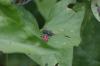 <img100*0:stuff/z/169023/Bugs/i1278790687_20.jpg>