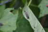 <img100*0:stuff/z/169023/Bugs/i1278790687_21.jpg>