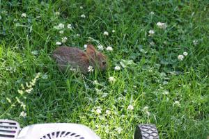 <img300*0:stuff/z/169023/Bunny.1/i1276202251_1.jpg>