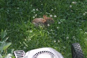 <img300*0:stuff/z/169023/Bunny.1/i1276202251_2.jpg>