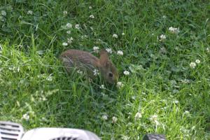 <img300*0:stuff/z/169023/Bunny.1/i1276202251_3.jpg>