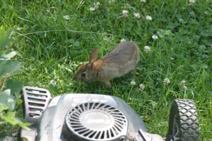 <img300*0:stuff/z/169023/Bunny.1/i1276202251_4.jpg>