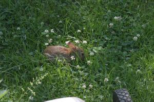 <img300*0:stuff/z/169023/Bunny.1/i1276202251_5.jpg>