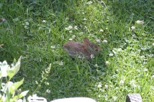 <img300*0:stuff/z/169023/Bunny.1/i1276202252_10.jpg>