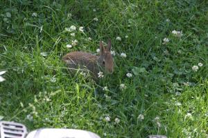 <img300*0:stuff/z/169023/Bunny.1/i1276202252_11.jpg>