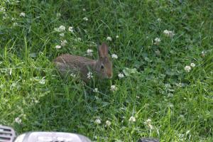 <img300*0:stuff/z/169023/Bunny.1/i1276202252_12.jpg>