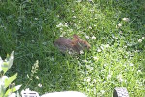 <img300*0:stuff/z/169023/Bunny.1/i1276202252_13.jpg>