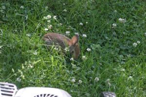 <img300*0:stuff/z/169023/Bunny.1/i1276202252_14.jpg>