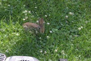 <img300*0:stuff/z/169023/Bunny.1/i1276202252_15.jpg>