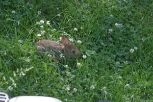 <img300*0:stuff/z/169023/Bunny.1/i1276202252_6.jpg>