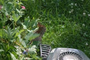 <img300*0:stuff/z/169023/Bunny.1/i1276202252_7.jpg>