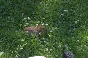 <img300*0:stuff/z/169023/Bunny.1/i1276202252_8.jpg>