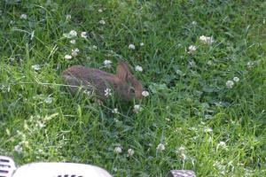 <img300*0:stuff/z/169023/Bunny.1/i1276202252_9.jpg>