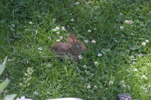 <img300*0:stuff/z/169023/Bunny.1/i1276202253_16.jpg>