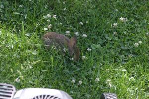 <img300*0:stuff/z/169023/Bunny.1/i1276202253_17.jpg>