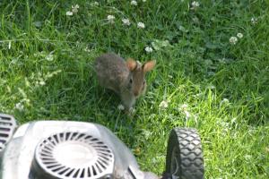 <img300*0:stuff/z/169023/Bunny.1/i1276202253_18.jpg>
