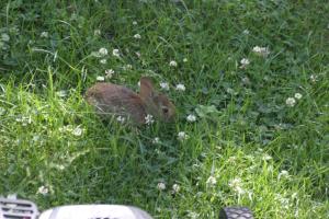 <img300*0:stuff/z/169023/Bunny.1/i1276202253_19.jpg>