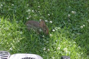 <img300*0:stuff/z/169023/Bunny.1/i1276202253_20.jpg>