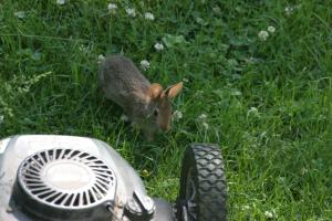 <img300*0:stuff/z/169023/Bunny.1/i1276202253_21.jpg>