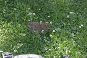 <img300*0:stuff/z/169023/Bunny.1/i1276202253_22.jpg>